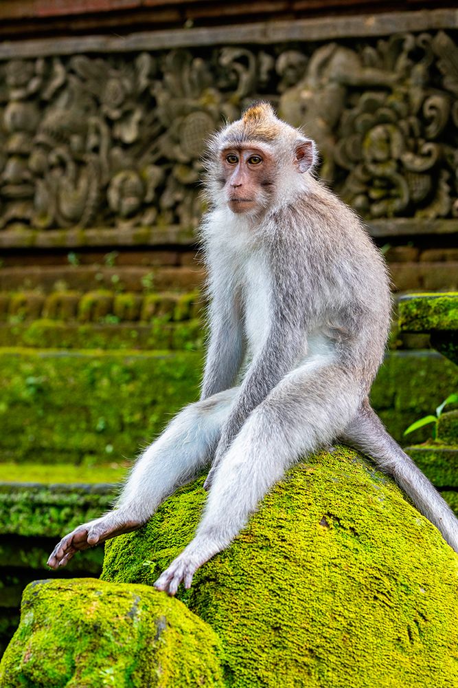 Macaque Monkey in Monkey Forest-Ubud-Bali-Indonesia
